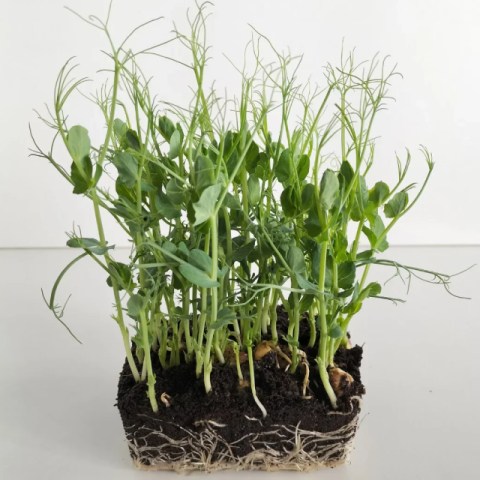 Tendril Pea Shoot Mg 10gr